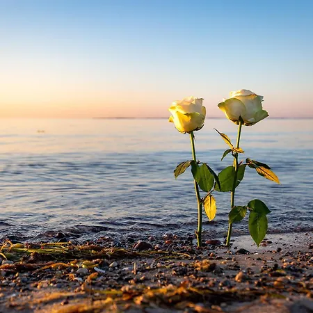 Semesterbostad Ostsee - Reetdachhaus Nr 43 